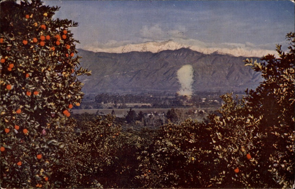 Oranges Snow capped mountains California ~ mailed 1953 ~ vintage postcard