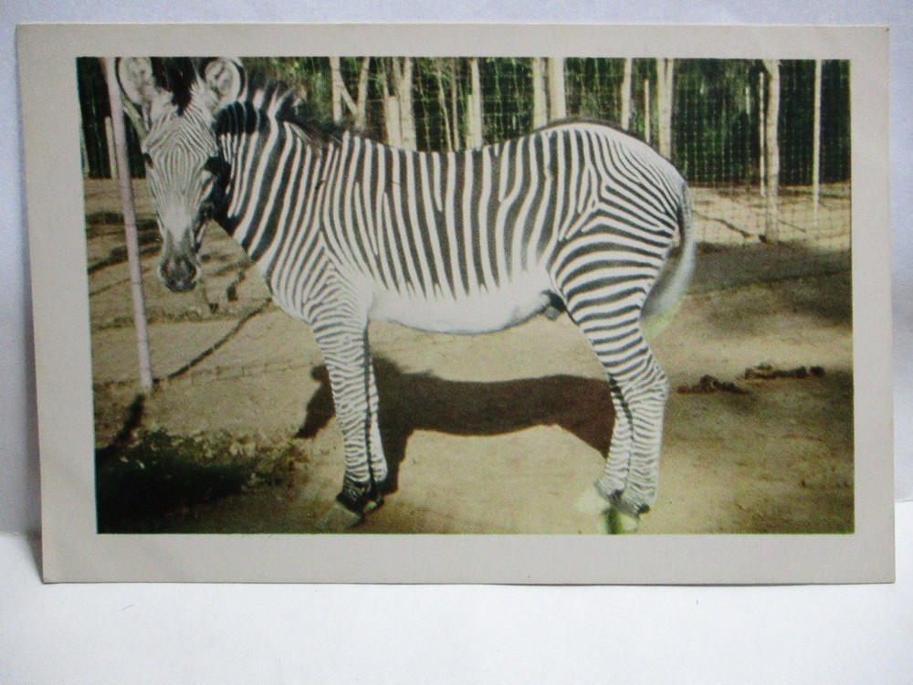 1950 Animal Color Series San Diego Zoo Adv Postcard 