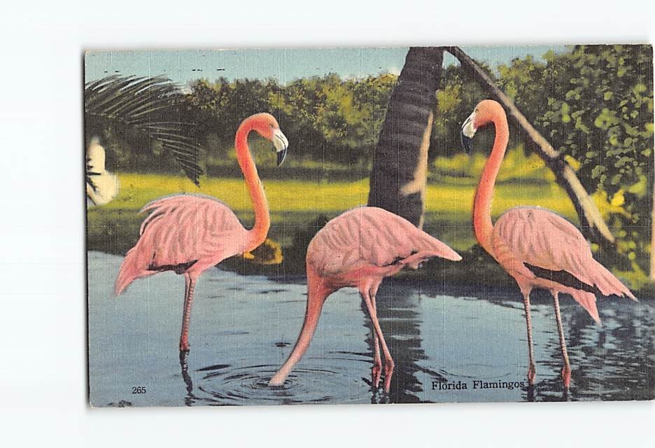 Postcard Florida Flamingos Rare Bird Farm Miami Vintage Linen Style 1939 Birds
