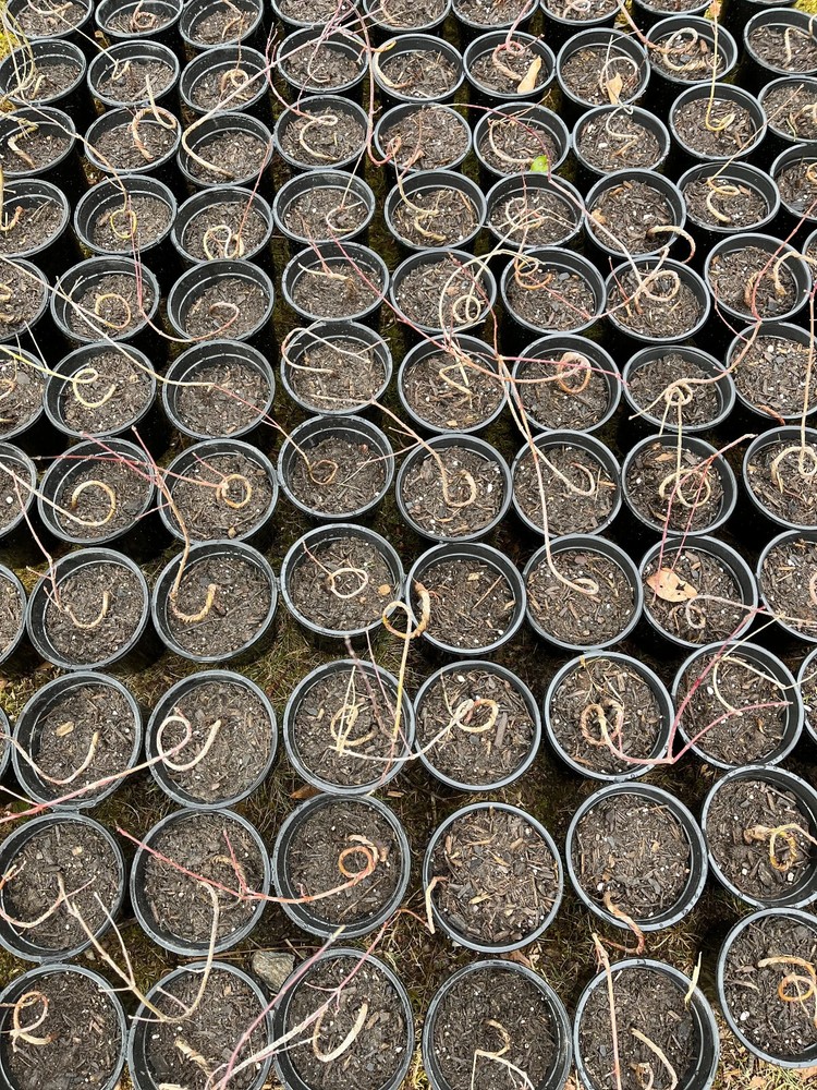 Live Acer Palmatum Seedlings; with nutrition soil-image