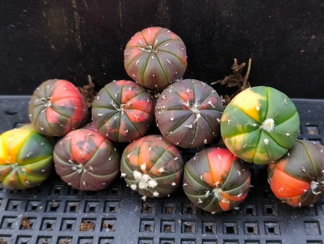 10PCS Astrophytum asterias variegated cactus succulent plant seedlings 1.5-2cm