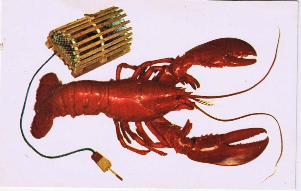 New Brunswick Postcard Lobster & Lobster Trap