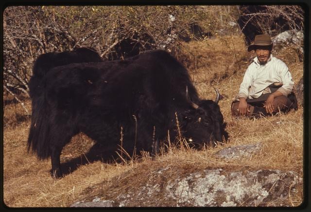 Photo:Lachung Sikkim India 1960s Man with Yaks Rural Scene