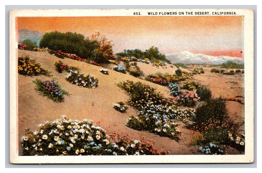 California Wild Flowers on the Desert Unposted White Border Postcard