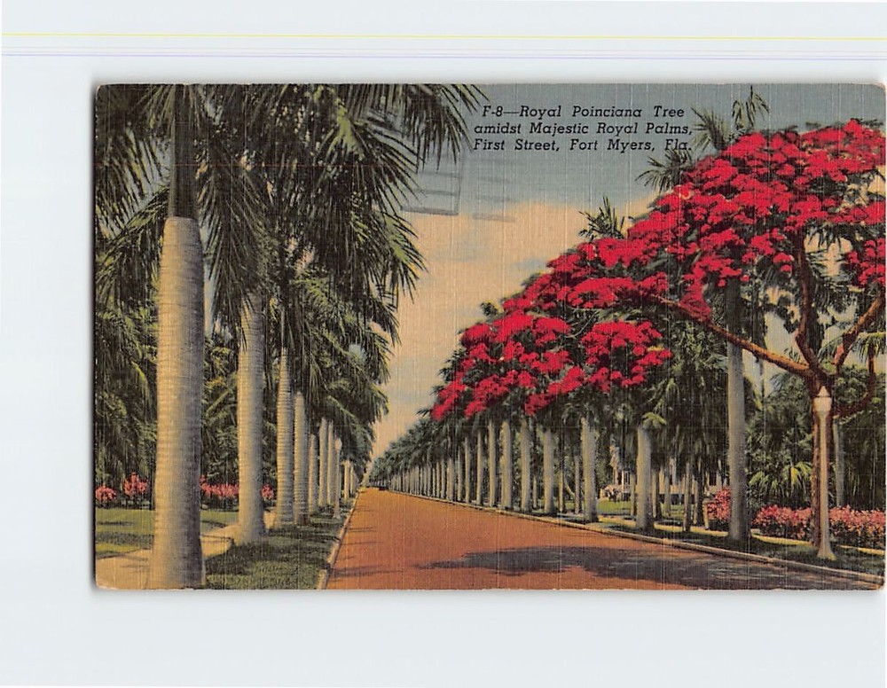 Postcard Royal Poinciana Tree & Royal Palms Fort Myers Florida USA