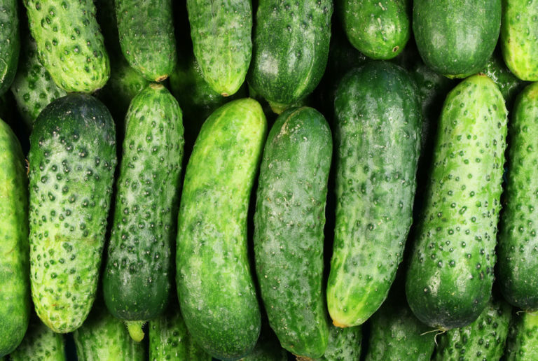 Non-GMO National Pickling Cucumber Seeds for Pickles & Gherkins with Free Shipping