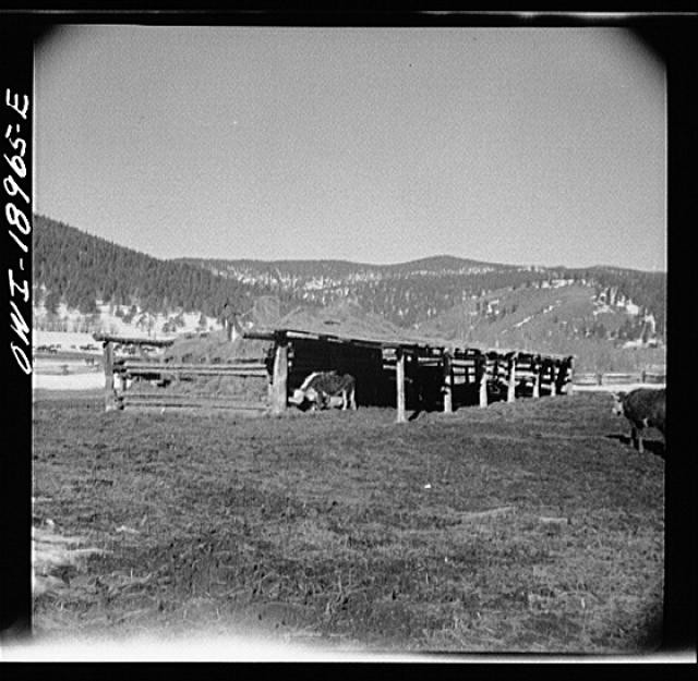 Moreno Valley New Mexico 1900s Winter Cattle Feeding Corral Mountain Ranch