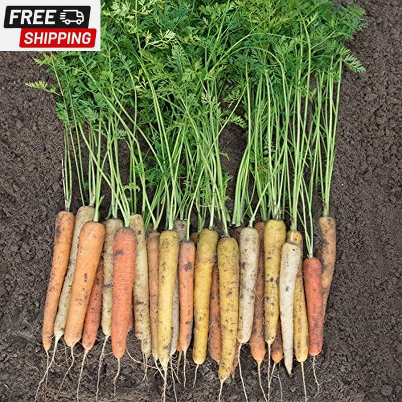 Carrot Plant Seeds, Variety of Pack Sizes and Colors, Spring Garden, Rainbow Hyb