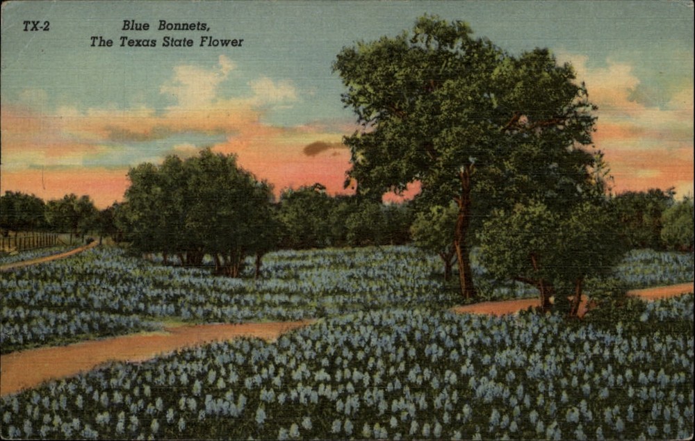 Texas Bluebonnets State Flower field ~ 1940s linen postcard