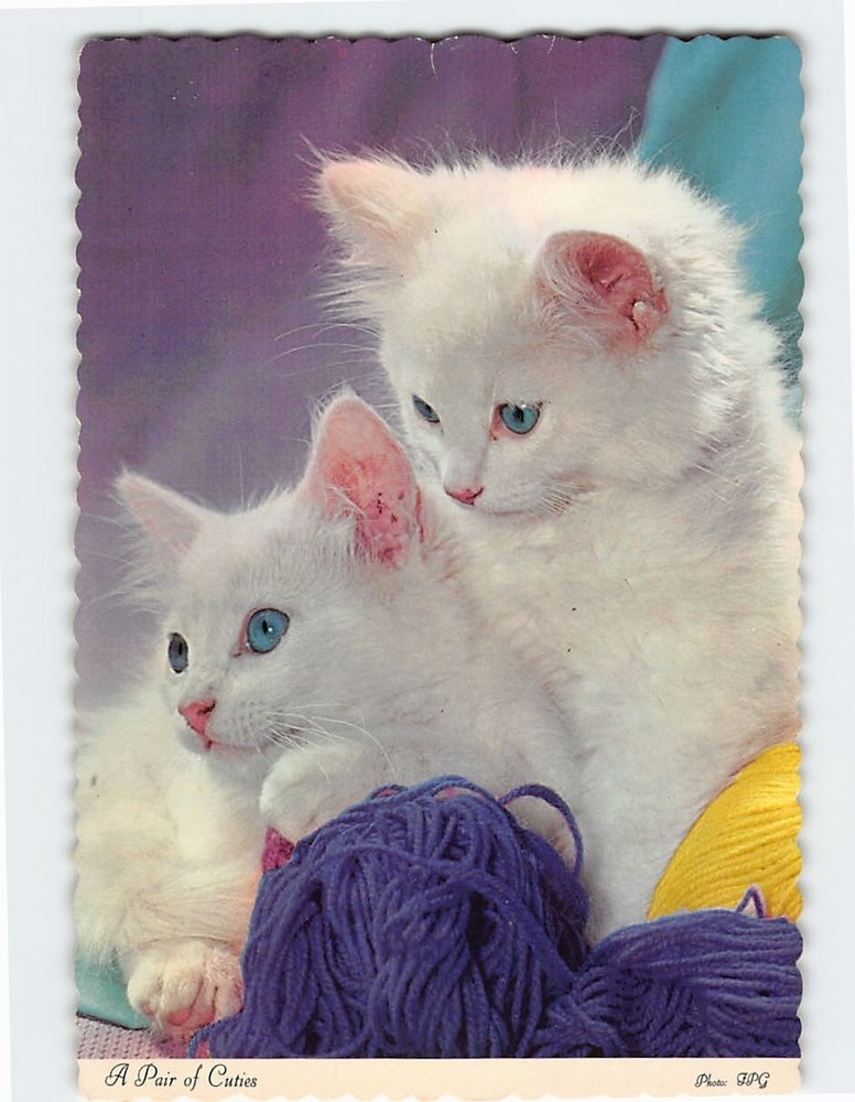 Postcard Two Cute White Kittens
