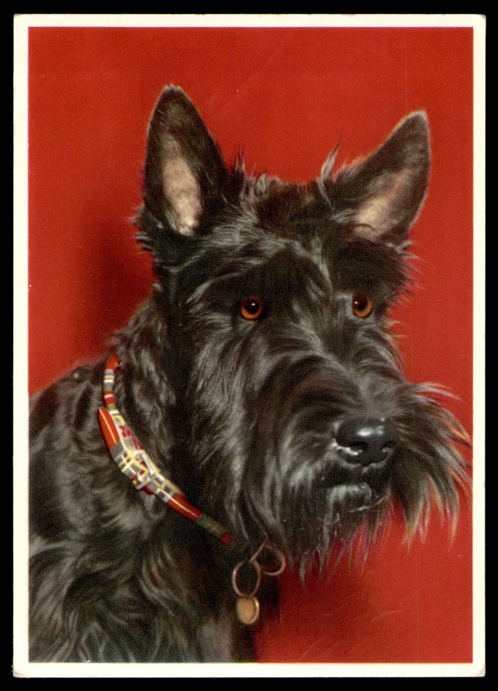 Postcard Black Scottish Terrier Portrait