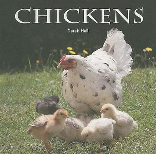 Chickens by Derek Hall: Used