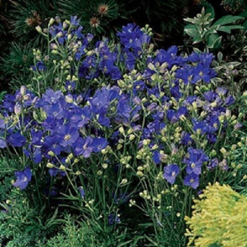 80 DELPHINIUM HUNKY DORY BLUE Live Plants Plugs Garden Planters 236