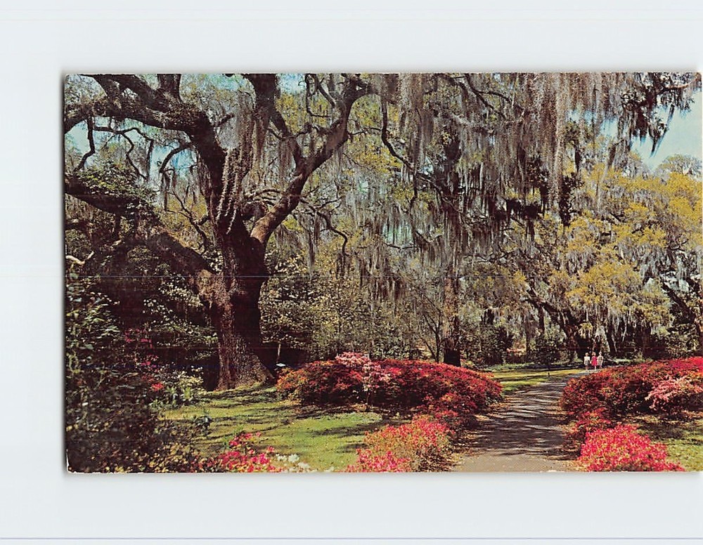 Postcard Spanish Moss Southern Garden