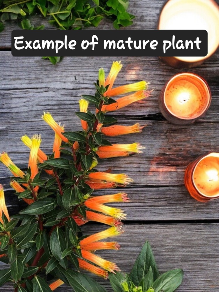 *CANDY CORN**Cuphea Melvilla Starter Plant**Rooted