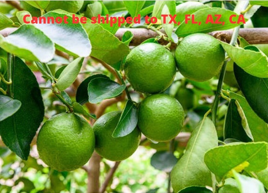 Persian Lime Tree Plant Citrus Aurantifolia Hybrid Fruiting 4-6