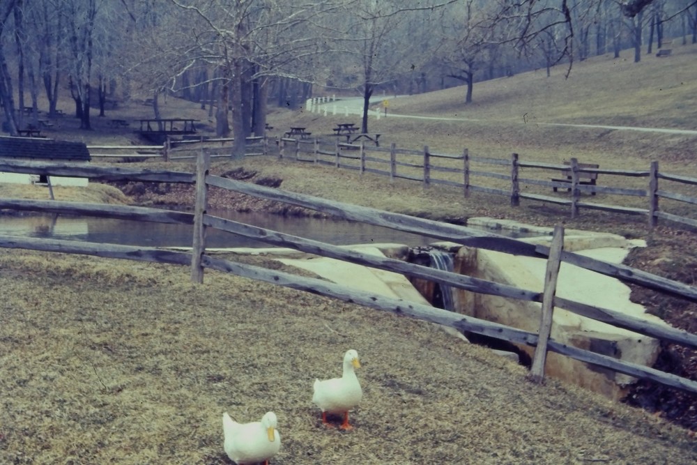 c1960's 35mm Slide Film, Two White Ducks Park Picnic Area USA Fence Sign Wooden