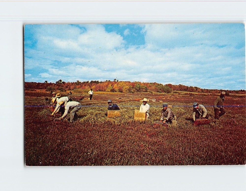 Postcard Harvesting Cranberries Scene Cape Cod Massachusetts USA