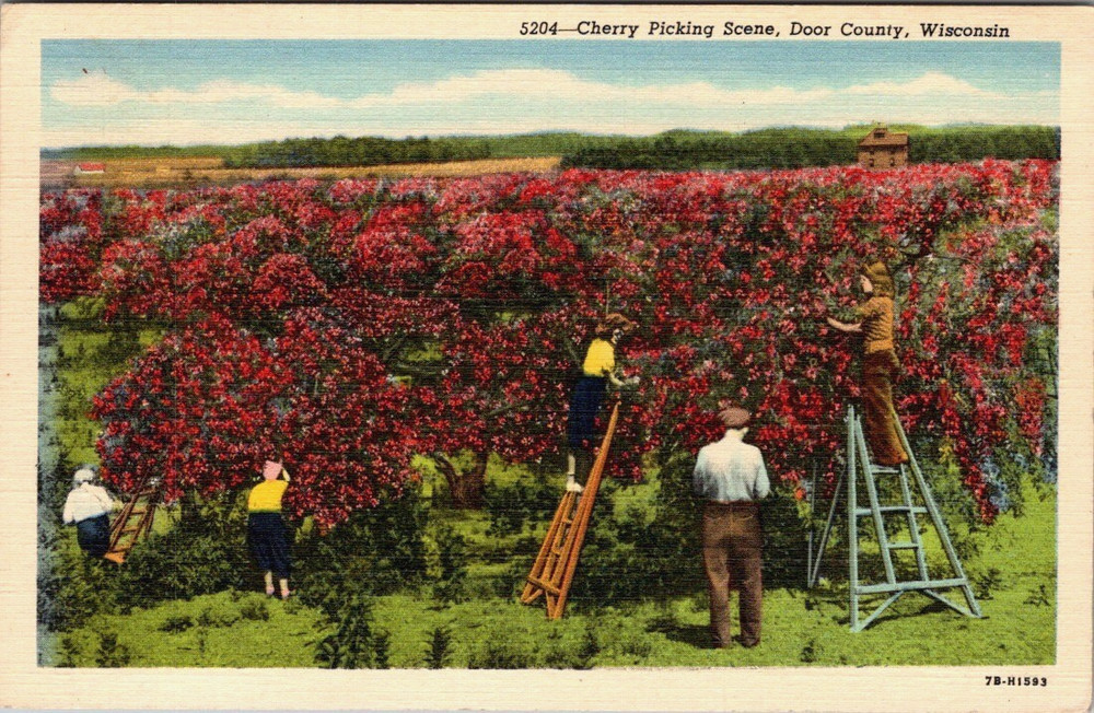 People on Ladders Cherry Picking Door County Wisconsin Postcard
