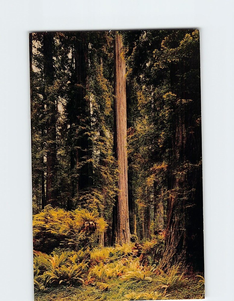 Postcard Jedediah Smith Redwoods State Park California USA