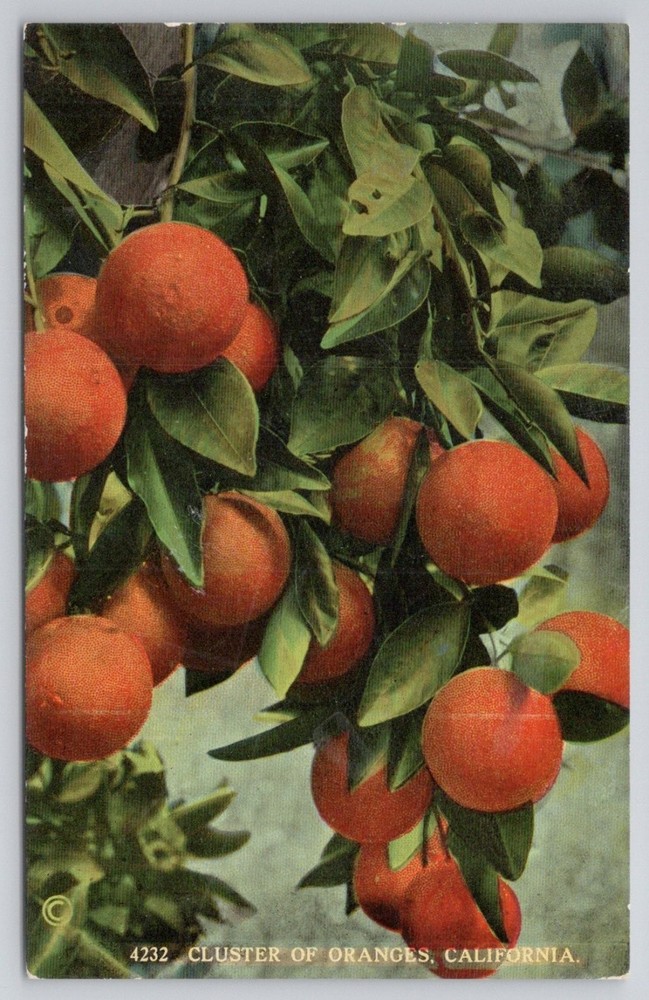 Vintage California Orange Grove Tree Fruit Postcard Carlin Los Angeles CA