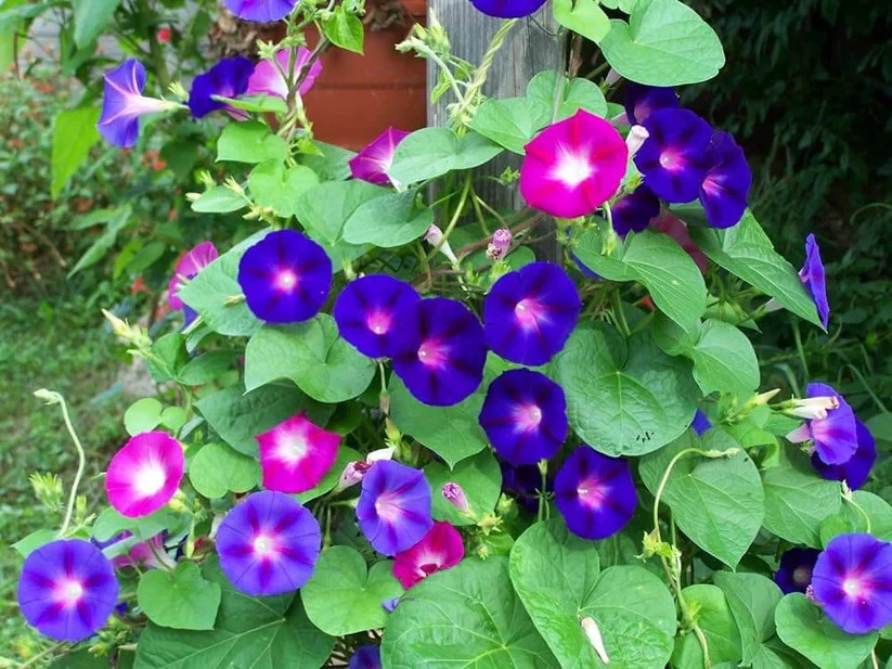 Imported Morning Glory Flower Seeds, Seeds ( 80-100 seeds )