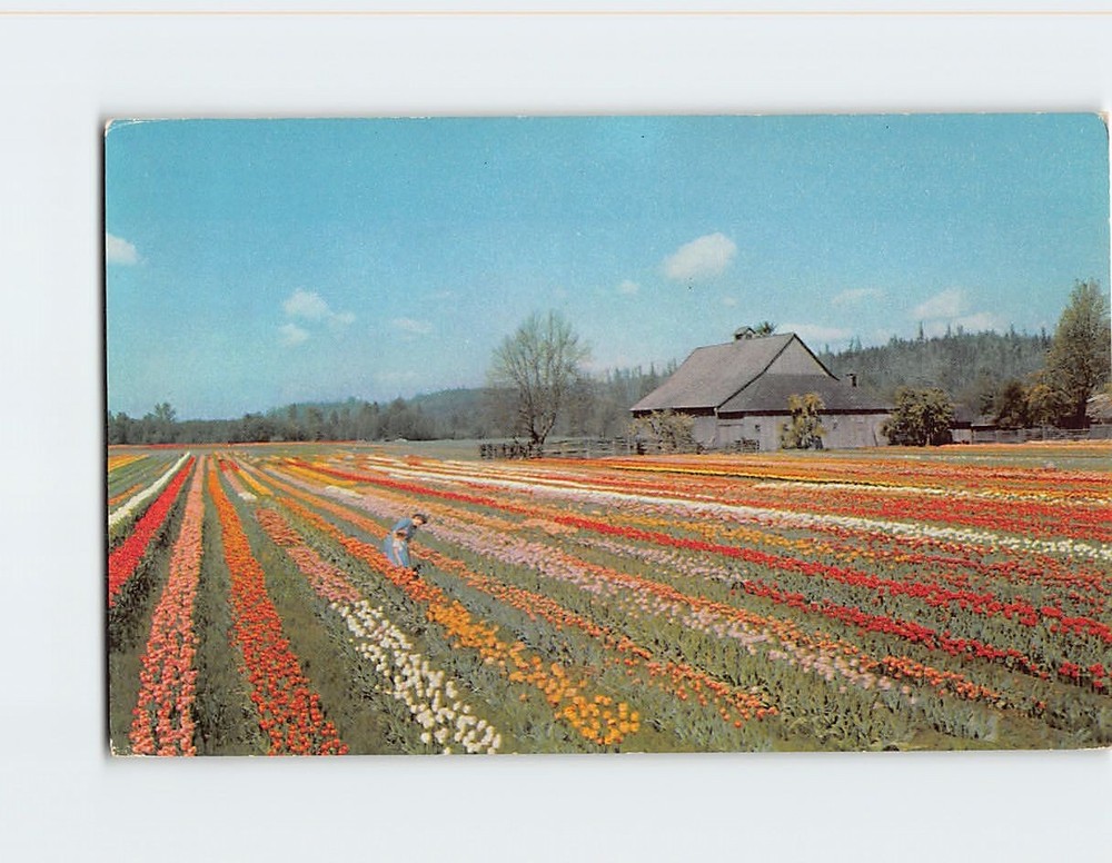 Postcard Tulip Field Bulb Farm Puyallup Valley Washington USA