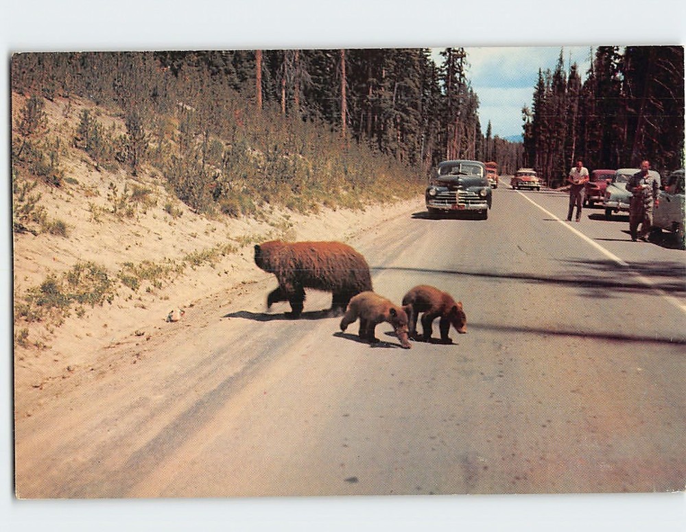 Postcard Brown Bear and Twins Yellowstone National Park Wyoming USA