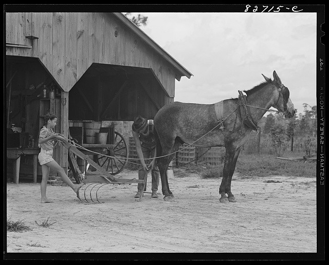 Photo:Escambia Farms Florida Kitty McLelland Hitching Cultivator 1942
