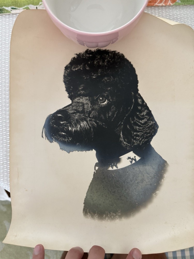 Spectacular 1960’s Poodle Silver Gelatin Photograph