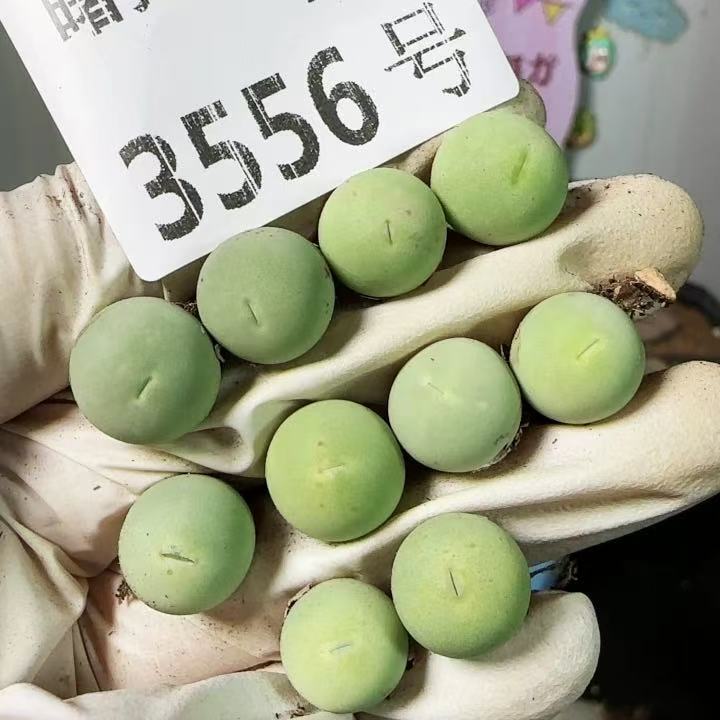 Sale 10PCS 1.2cm Succulent LivePlant Lithops Conophytum calculus WYSIWYG