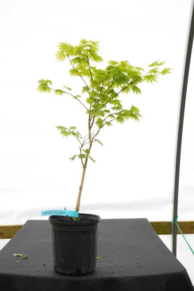 Acer palmatum x shirasawanum ‘Green Flag' Japanese Maple 1 gallon-image