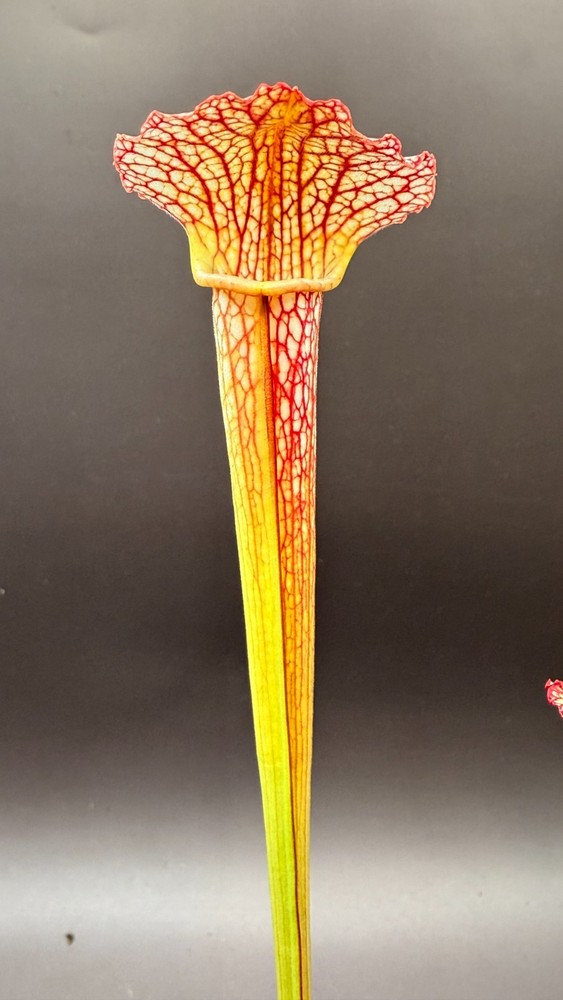 Sarracenia - 🔥🔥Mutant x Jessica (J.Addington)🔥🔥 COMM POT!!