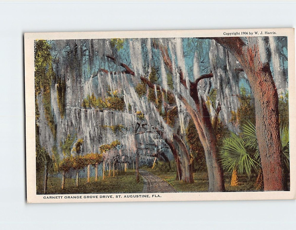 Postcard Garnett Orange Grove Drive St. Augustine Florida USA