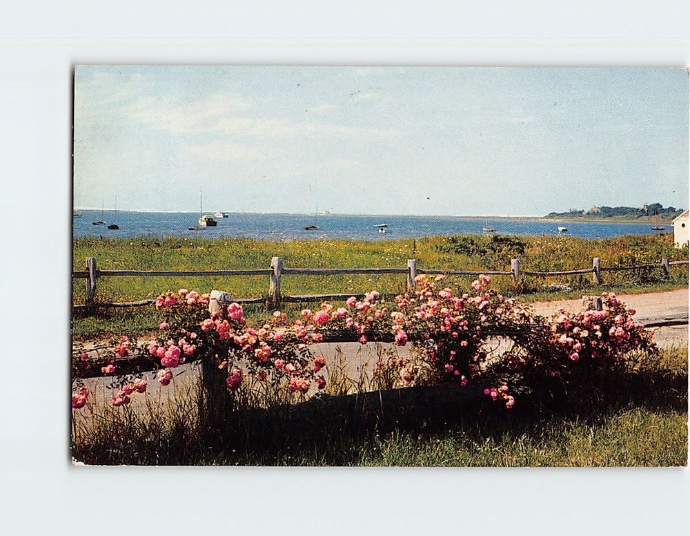 Postcard Roses on a Rail Stage Harbor Chatham Fence Cape Cod Massachusetts