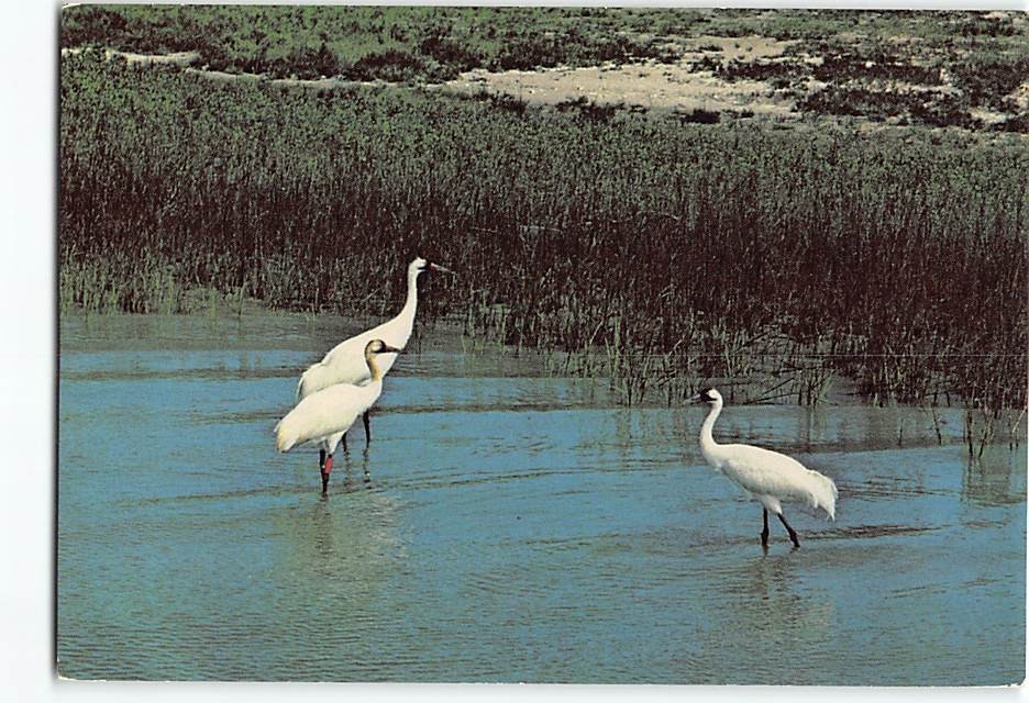 Postcard Whooping Cranes