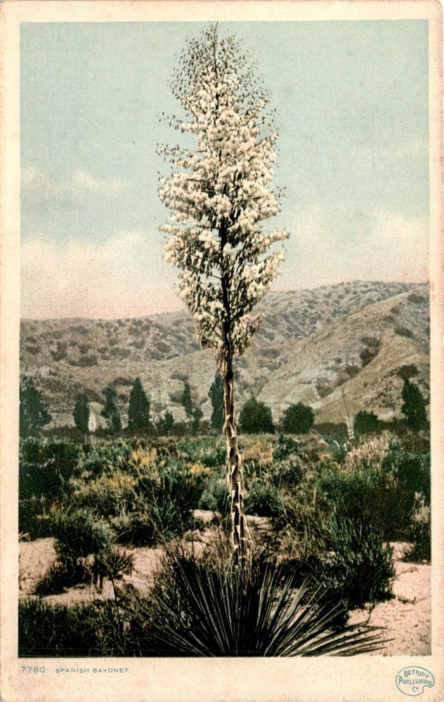 Spanish Bayonet, Detroit, United States, Canada, Detroit Publishing Co. Postcard