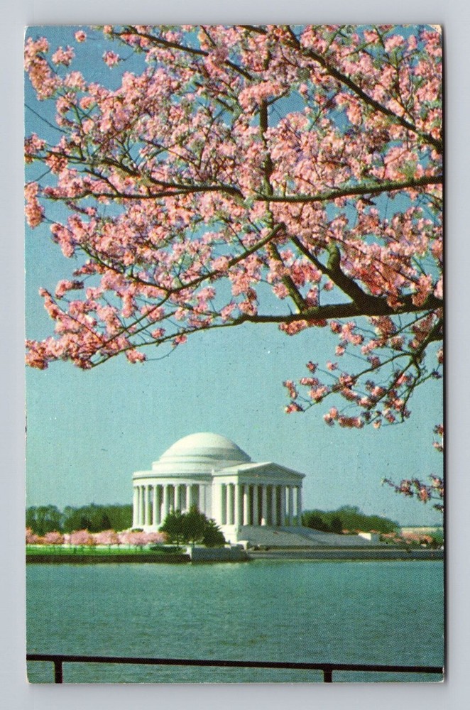 Washington DC Cherry Blossoms Jefferson Memorial Vintage Postcard