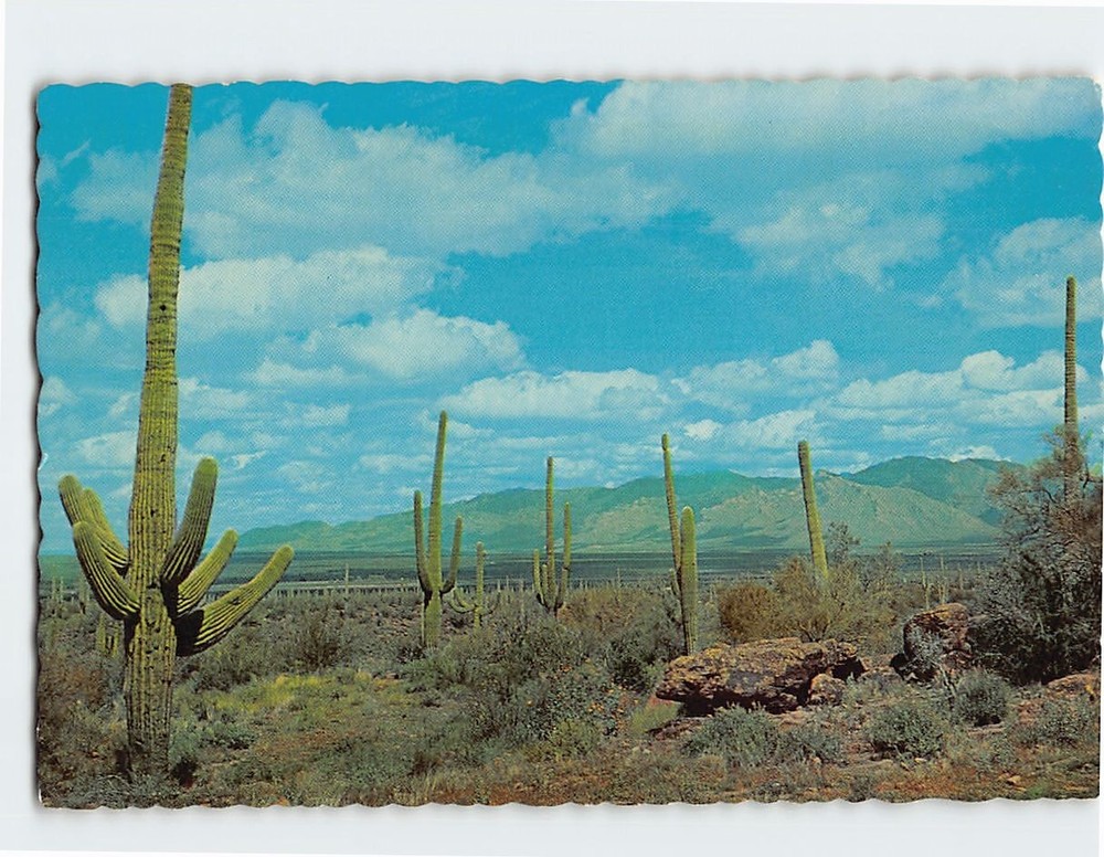 Postcard Giant Saguaros Southern Arizona USA