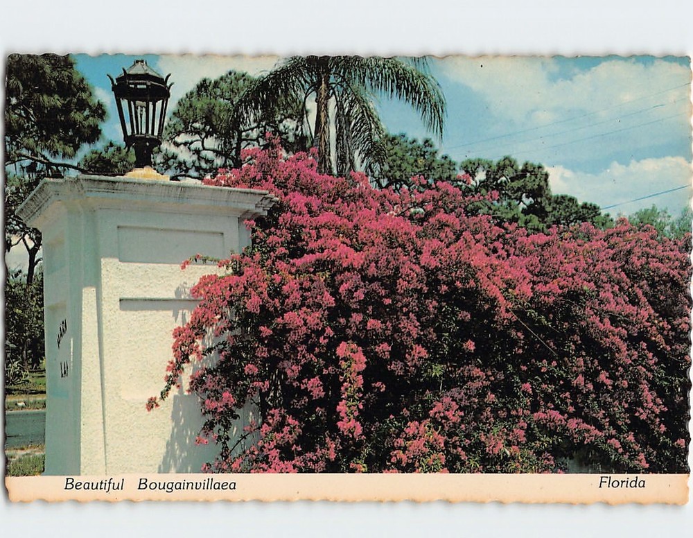Postcard Beautiful Bougainvillea Florida