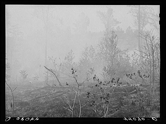[Untitled photo, possibly related to: Brush fire in Heard County, Georgia]