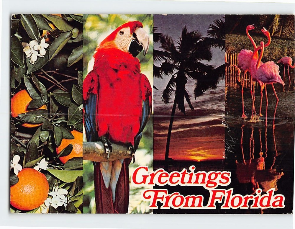 Postcard Scenes & Views Greetings from Florida USA