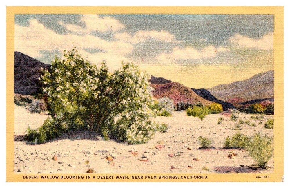 1940 Blooming Desert Willow Near Palm Springs California Vintage Postcard