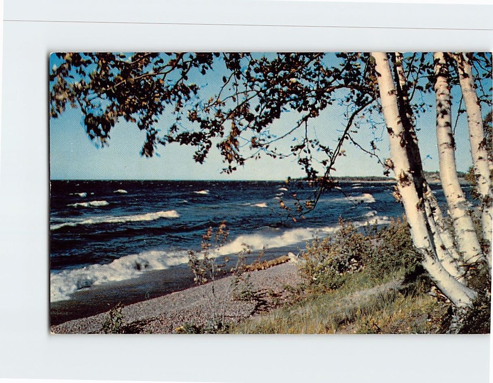 Postcard Birches on the Beach Vacationland Scene