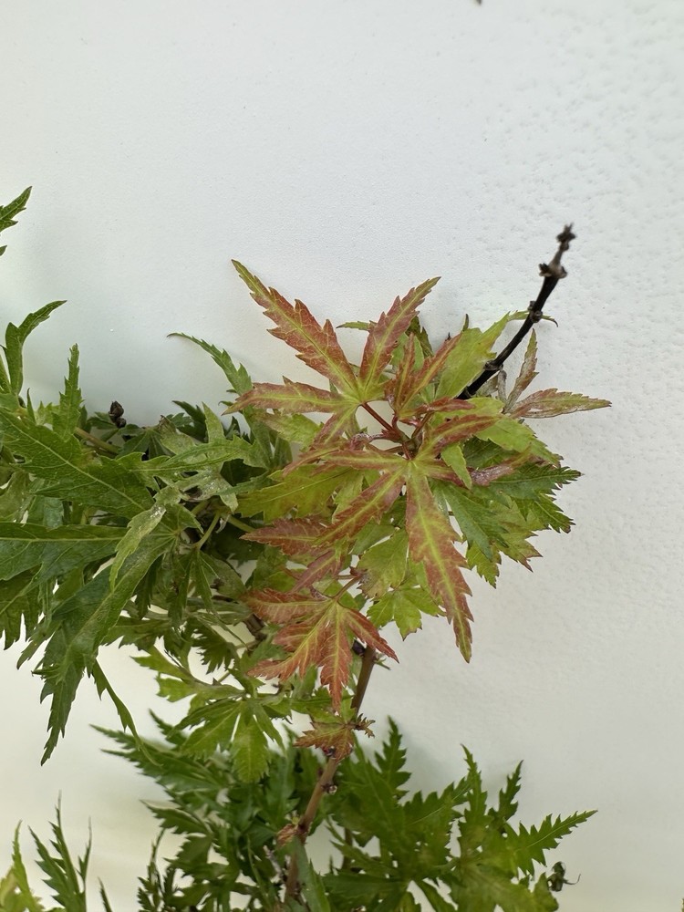 1 Gallon - Acer palmatum 'Cynthia's Crown Jewel' Japanese Maple-image