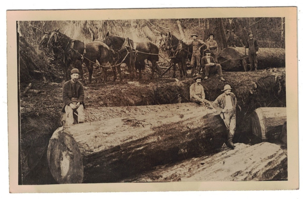 Rppc Real Photo Logging Big Trees In Washington State