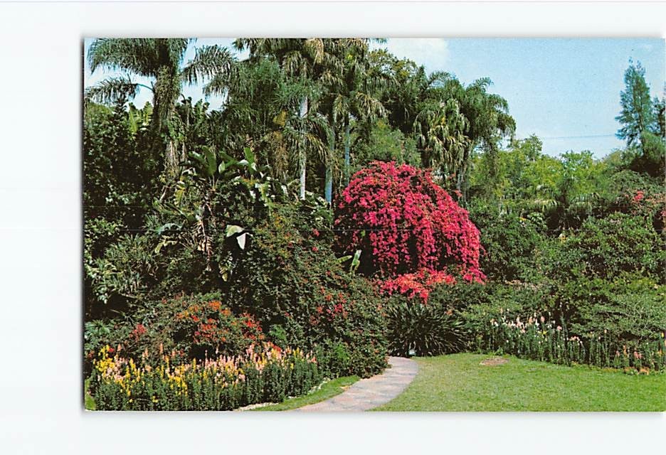 Postcard Bougainvillea Sunken Gardens Florida USA