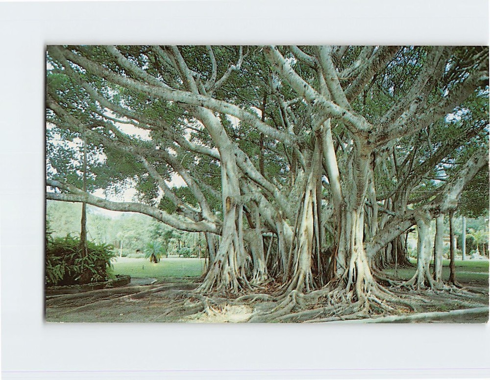 Postcard Banyan Tree Florida USA North America