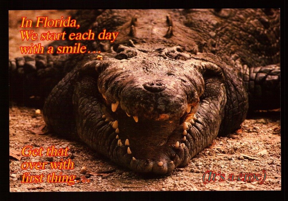 Postcard : Florida - Fl - Greetings From - Crocodile