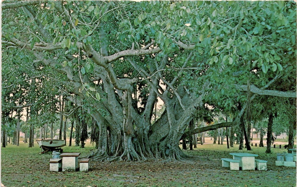 Banyan Tree, Bonita Springs, Florida, 1921, Bonita Springs Community Postcard